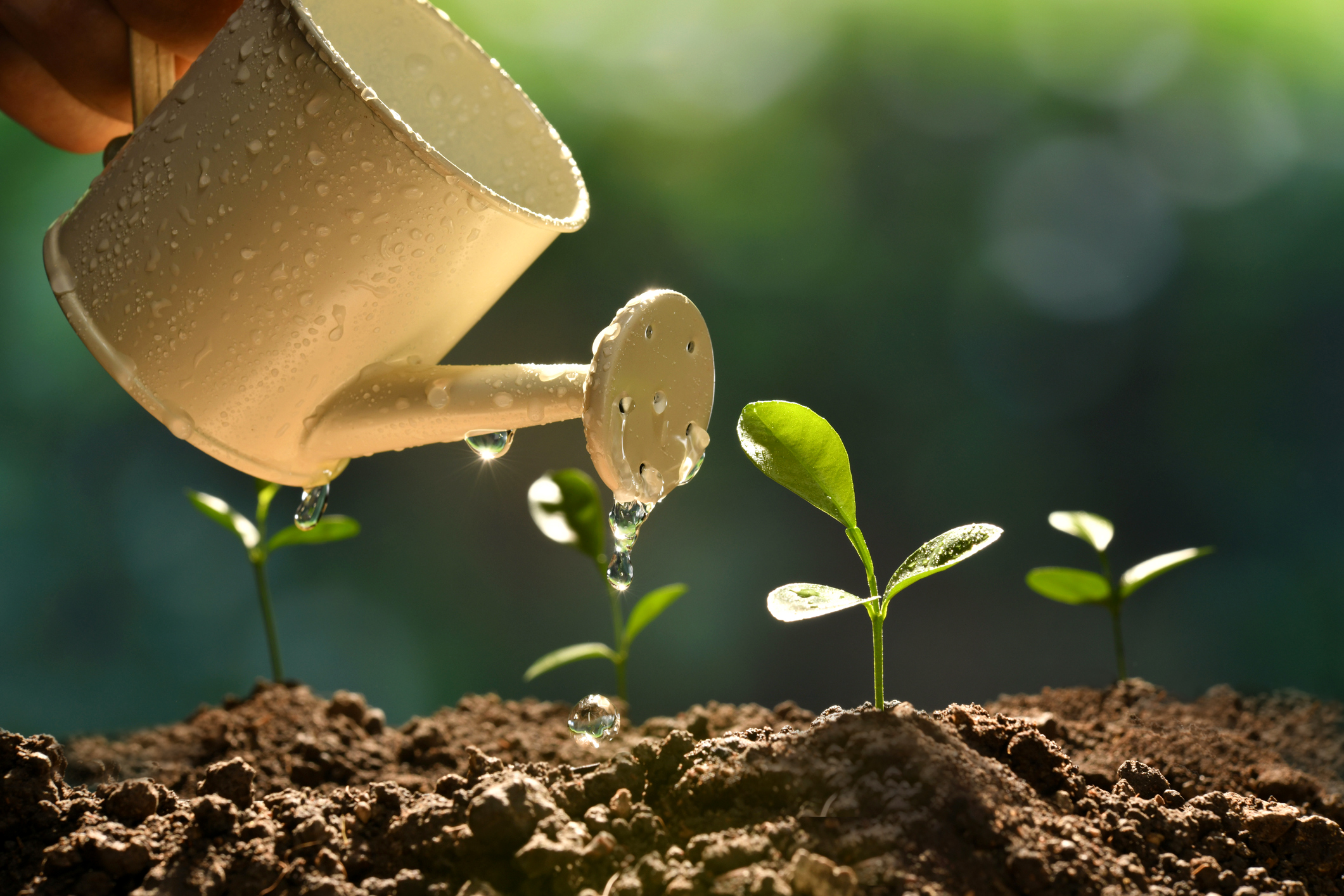 Plant Growth & Development - Factors Affecting Plant Growth