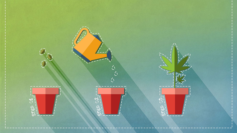 6 Beginner-Friendly Steps for Growing Weed at Home