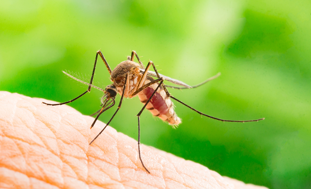 Top Tips For Protecting Your Lawn Against Mosquitoes