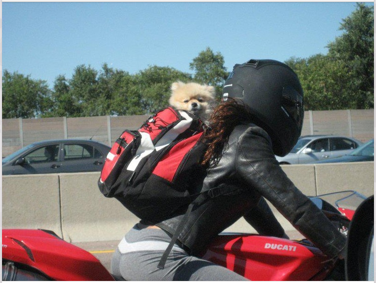 5 Full Face Motorcycle Helmets for Women