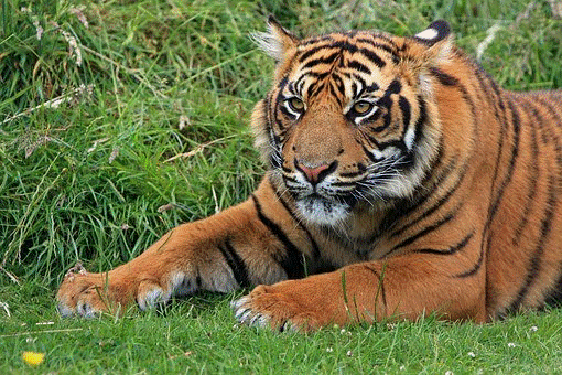 TRACE TIGERS DURING TIGER SAFARI IN INDIA