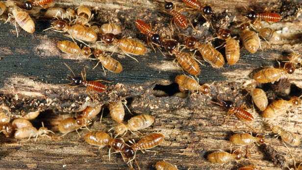 Home At Risk for Termites