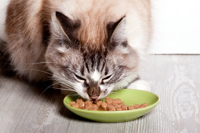 Guidelines And Benefits Of Purchasing Cat Food Online And How To Feed Them