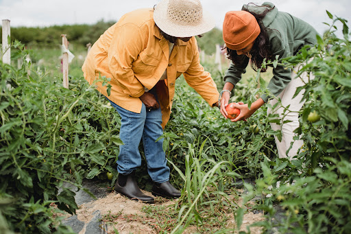 Top 10 SEO Tips for Your Online Agricultural Businesses